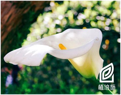 馬蹄蘭種植方法|「植培施」馬蹄蓮Zantedeschia aethiopica 球根花卉栽培手冊